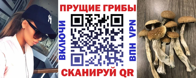 Псилоцибиновые грибы Psilocybe  Каменск-Уральский 